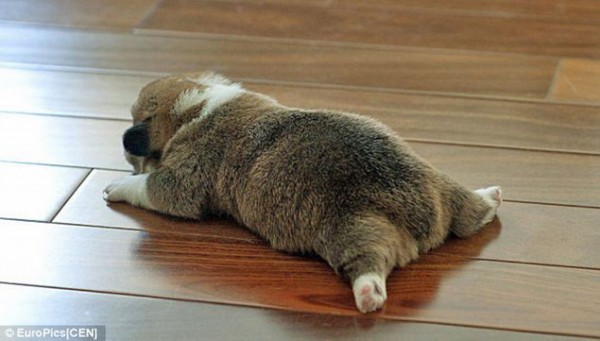 日本流行狗狗屁股比美 憨态可爱(图)