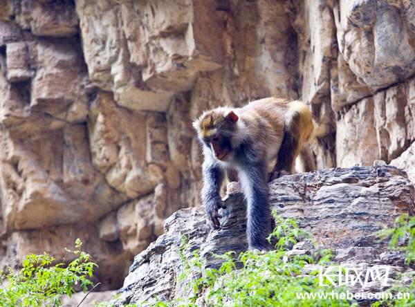 唐县全胜峡景区首次惊现猴子 非人为放养来源