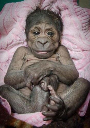 美国动物园猩猩宝宝摆类人姿势拍照(图)