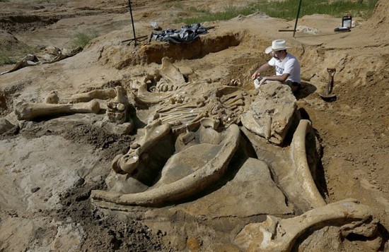 美国农民发现6万年前猛 象化石 90%骨架完整(组图)