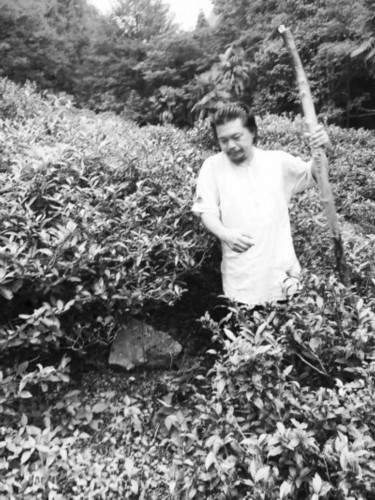 自然农法替代施肥 一个台湾茶人的茶山保育计划