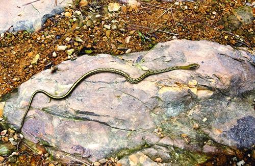 梦见蛇后怀孕了