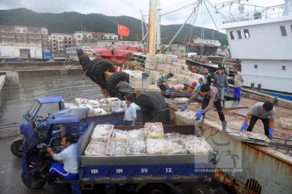 舟山:渔民避凤凰带回第一网海鲜