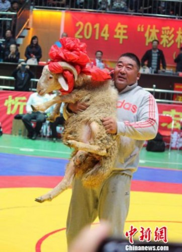 传统摔跤挠羊赛汇集多省好手 获胜者抱羊领奖