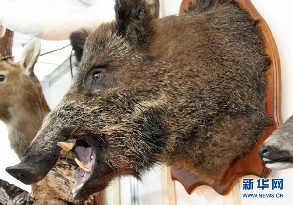 制成挂饰的野猪头标本,其锋利的上下獠牙清晰可见.