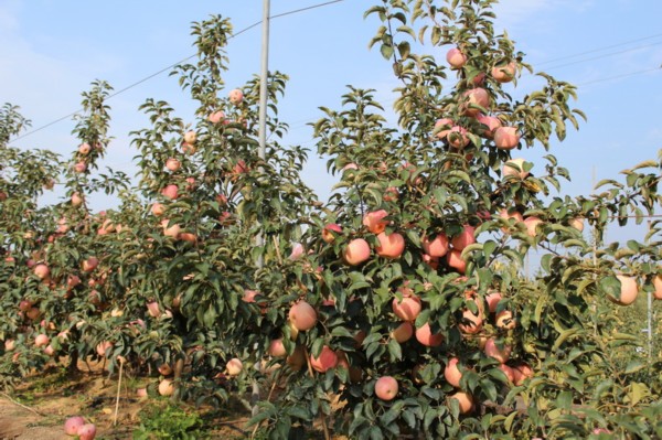 山东烟台:新品种苹果树果实活像一座苹果山