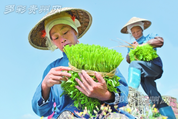 收入证明_农民收入提高