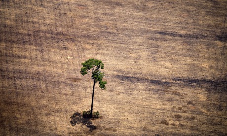 卫星数据显示巴西热带雨林遭破坏速度加快