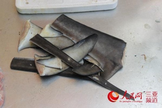 網曝三亞漁民宰殺白鯊 漁政部門已介入調查