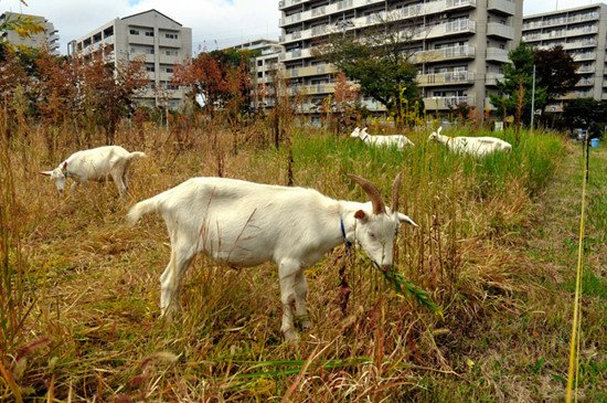 山羊除草队进入日本住宅区 软草合山羊胃口