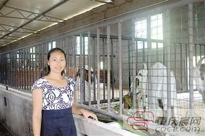 农村大学生卖店卖房回乡养羊 产值200余万(图