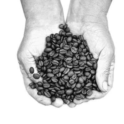 咖啡保卫战--探寻野生咖啡中的基因资源