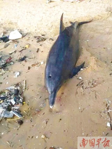 防城港:海豚搁浅岸边众人助其归海(组图)