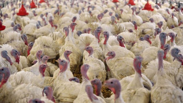德国北部一养鸡场爆发禽流感 病毒类型或系欧