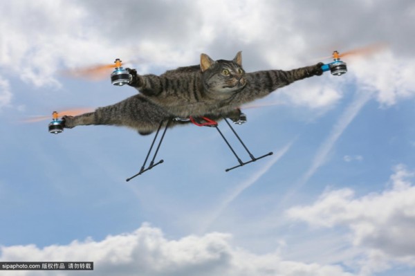 永远飞翔的喵星人:艺术家将死猫制成遥控直升