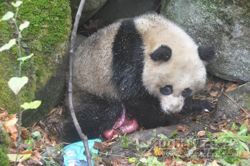 四川:受伤大熊猫"平平"做手术 缝了100多针