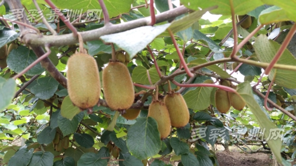 贵州修文猕猴桃亮相上海亚果会国际展台