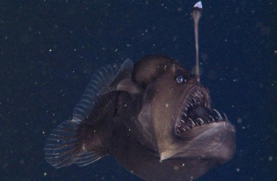 研究人员拍到深海怪鱼 长相骇人如魔鬼