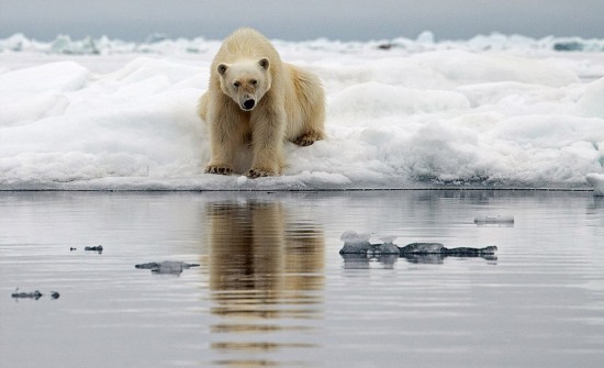 美摄影作品展现极地冰川融化震撼景象