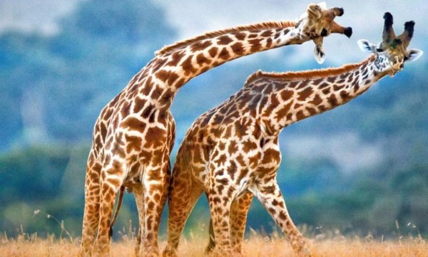 最优雅的决斗 两长颈鹿跳双人舞争夺统治权
