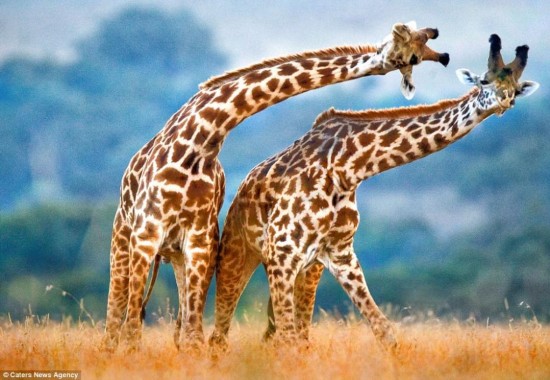 一起摇摆 长颈鹿跳起优雅双人舞