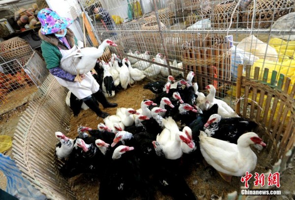 福建6人感染H7N9禽流感 榕家禽市场日交易量