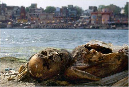 印度恒河浮尸最恐怖图片:100多具尸体高度腐烂遭动物分食(组图)