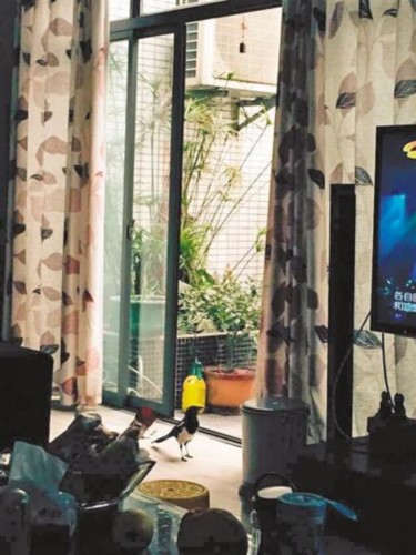 喜鹊飞家里做客吃零食 陪主人看1小时电视(图