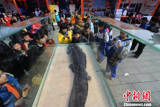 张家界土豪摆流水宴免费请市民吃娃娃鱼