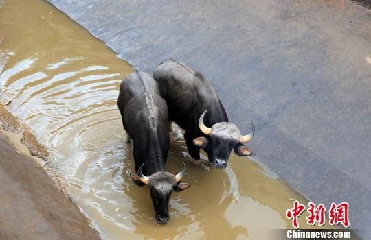 白肢野牛跌入电站沉沙池 云南景洪多部门4小时