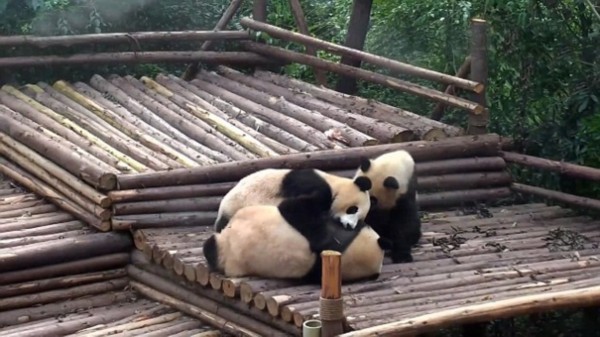 视频捕捉到四川熊猫宝宝打群架罕见场景_中国
