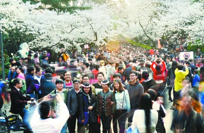 武大樱花盛开10万游客涌入 3天门票收入近60
