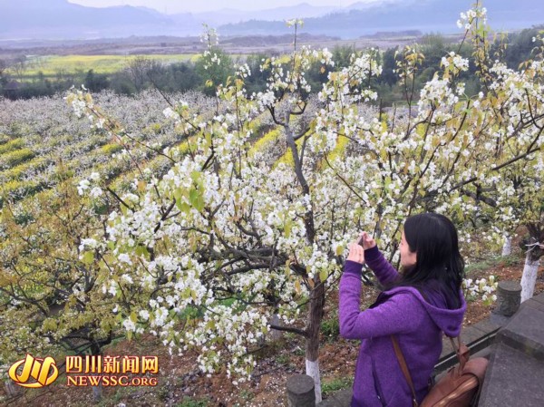 苍溪婚纱摄影_苍溪雪梨(2)