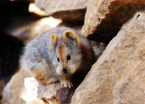 这一物种的发现人李维东呼吁,在曾经发现伊犁鼠兔的新疆天山一号