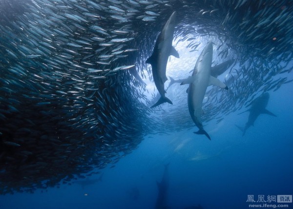 鯊魚鯨魚海豚圍捕沙丁魚群