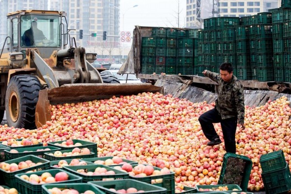 山东货车转弯过急 20余万斤苹果撒落 铲车出动