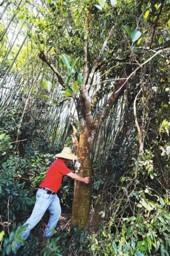 儋州发现500年古油茶树 冠幅约40平方米(图)