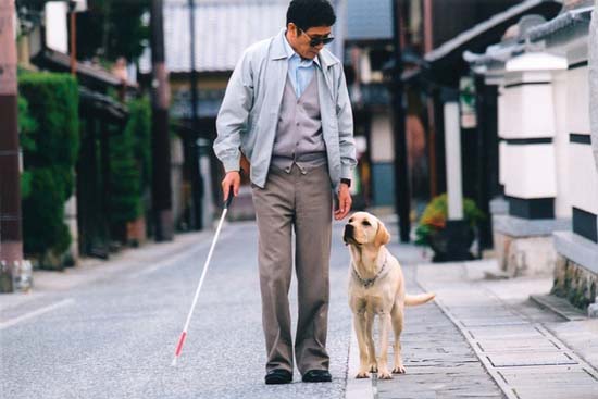 自5月1日起 视力残障旅客可携带导盲犬乘坐火车