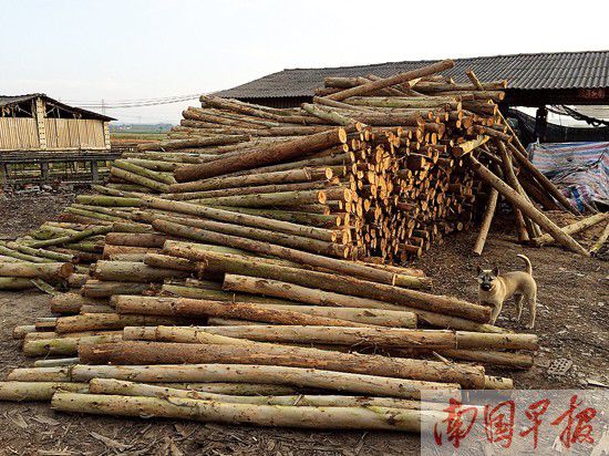 桉树产业链走到十字路口 木材厂或无米下锅