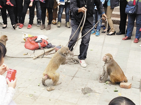 津城多处现街头卖艺人 耍猴表演违规又刺眼
