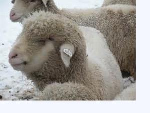 澳大利亚羊毛价格出现大涨