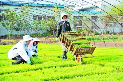 "校园农场"插秧忙