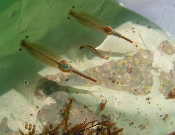 张家港市民水坑发现史前生物"仙女虾",据说和恐龙是同期物种哦