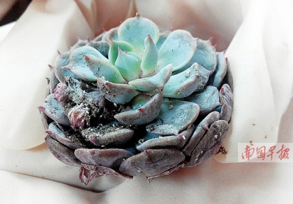多肉植物不少携带有害生物 海淘肉肉需谨慎