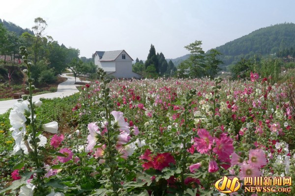 [幸福美丽新村随手拍]金堂大桥村:蜀葵开遍的鲜