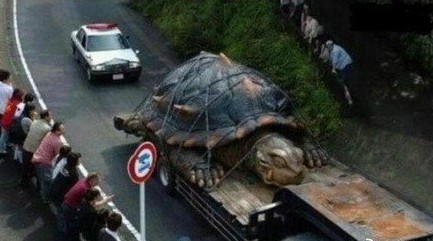 修路挖出千年真龙 中国五千年的未解之谜