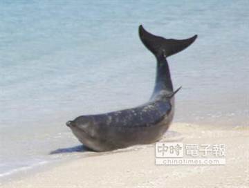 3只海豚搁浅垦丁沙滩 众人合力推回大海