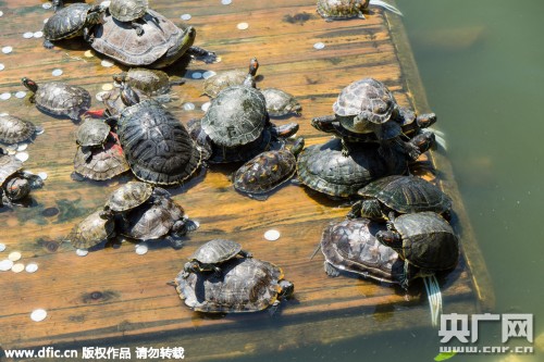 厦门南普陀寺池塘放生龟满为患 乌龟叠罗汉晒