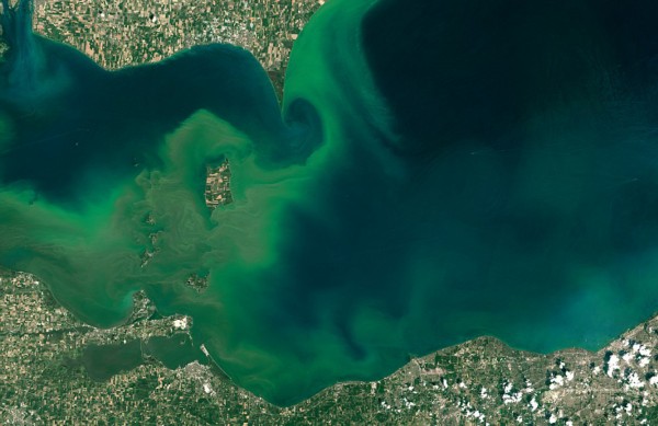 大量海藻侵蚀美国伊利湖 绿水含毒素(高清组图