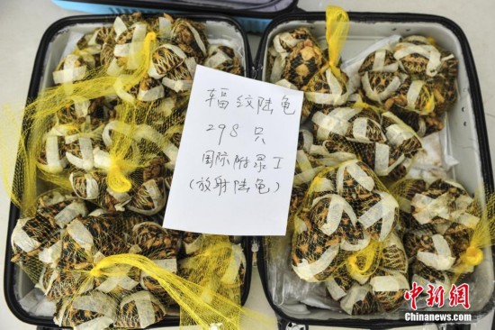 广州森林公安截获298只走私辐纹陆龟